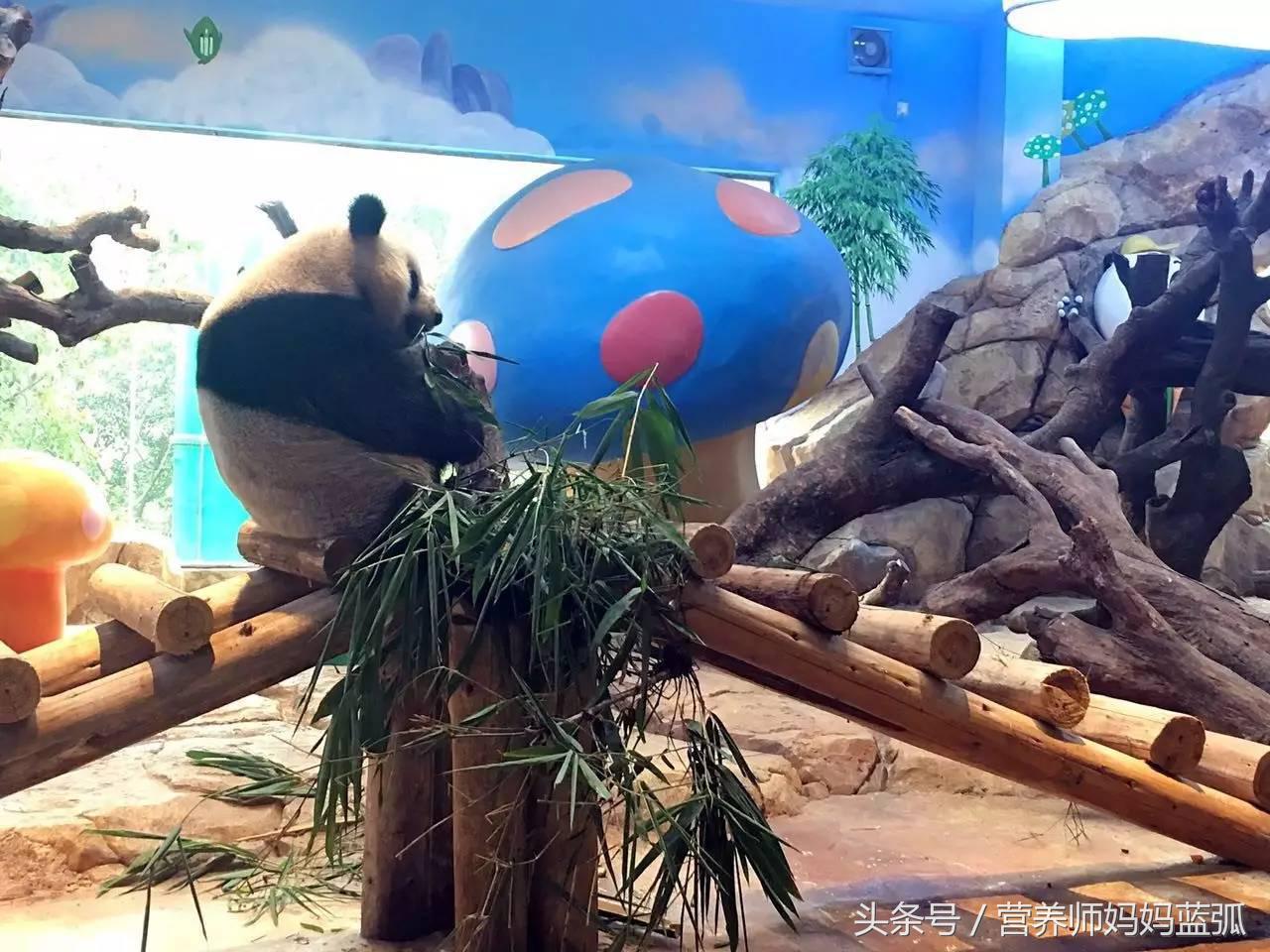 5.1带孩子去长隆推荐,带娃广东长隆欢乐世界游玩攻略