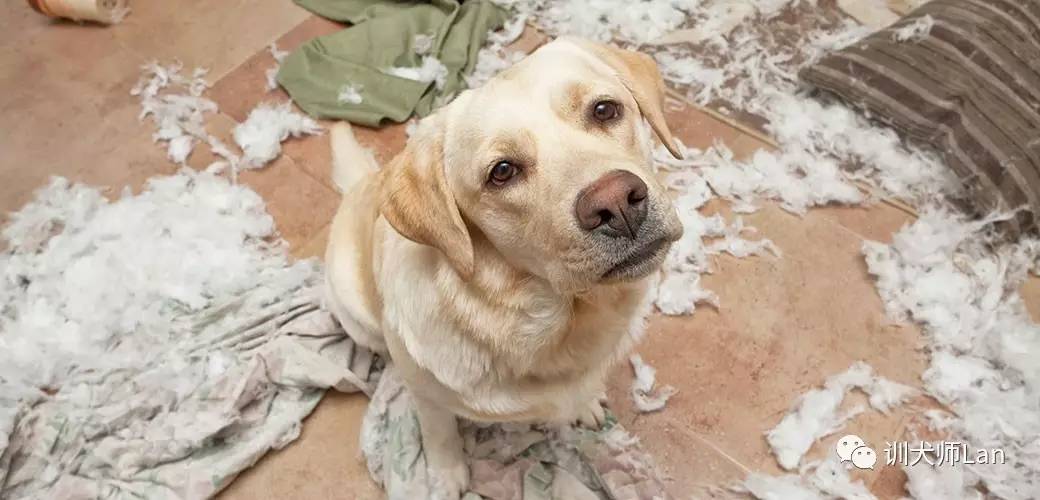 狗狗总是啃人怎么办,狗狗总是啃草怎么解决