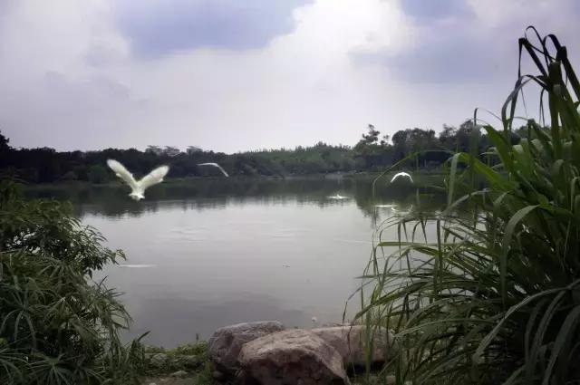 陪你在成都的街头走一走,和我到成都的街头走一走的歌名