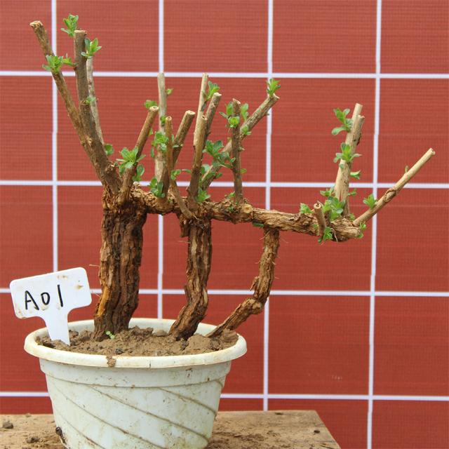 火棘树桩盆景图片,火棘吉祥果盆景树桩四季常绿