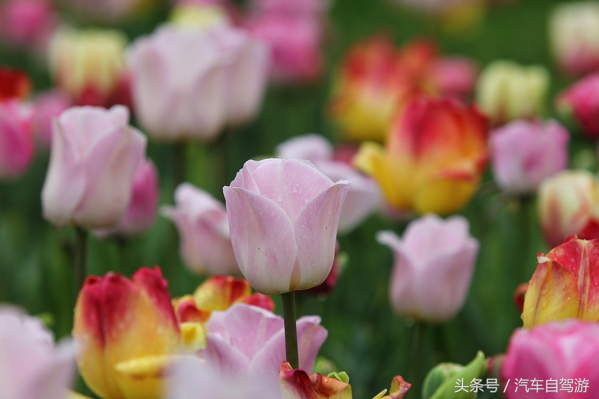 泾阳县城一日游,泾阳县一日游的绝佳去处