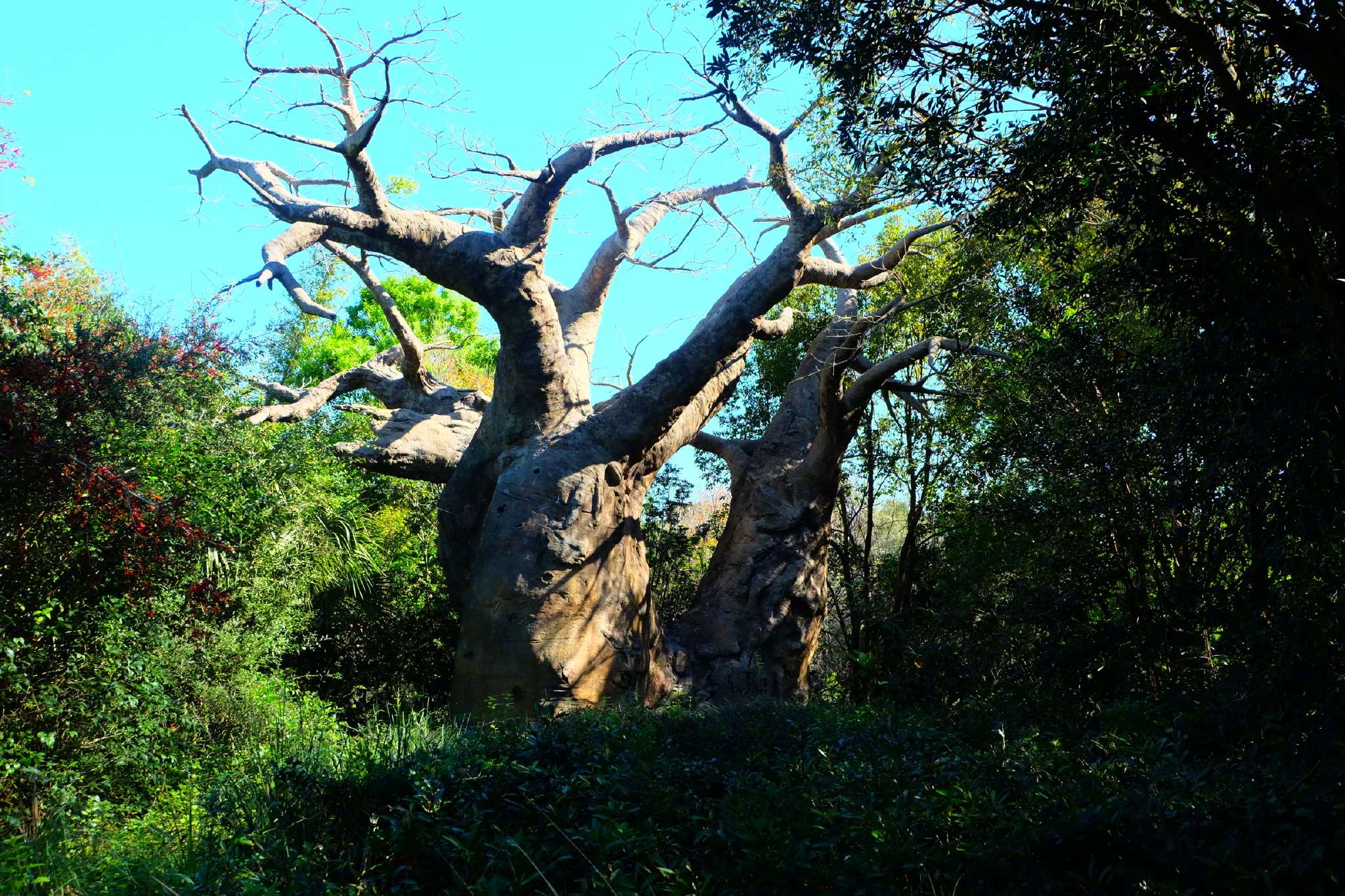 佛罗里达七日游攻略,佛罗里达5天旅游
