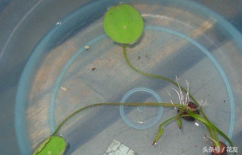 碗莲种植方法全过程图解,碗莲种植全过程图解