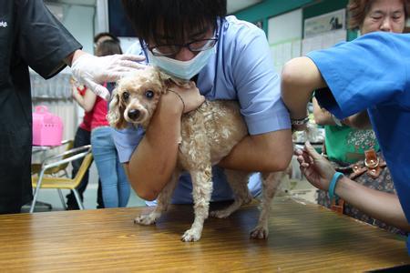 宠物打疫苗的不良反应有哪些,宠物打完疫苗会有什么不良反应