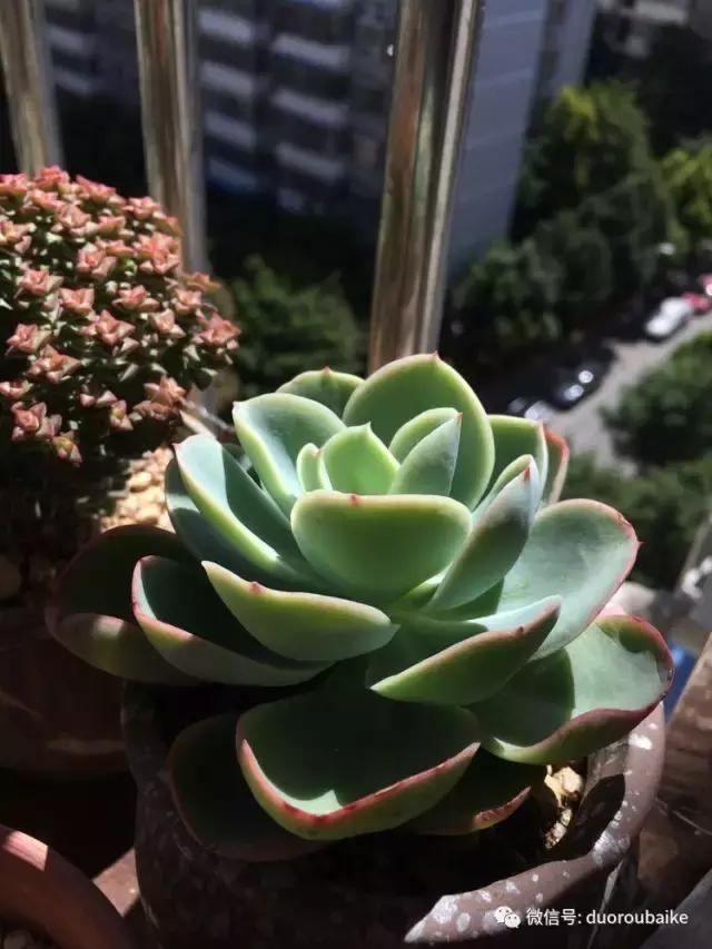 春日阳光下的绿植,阳台上最好看的多肉