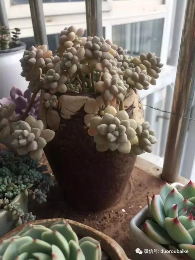 春日阳光下的绿植,阳台上最好看的多肉