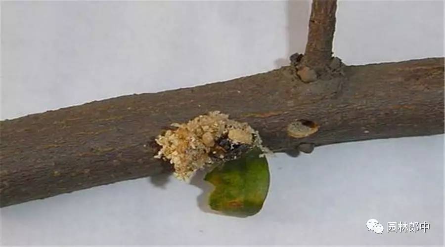 园林养护这个工作怎么样,园林绿地建植与养护管理