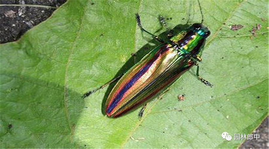 园林养护这个工作怎么样,园林绿地建植与养护管理