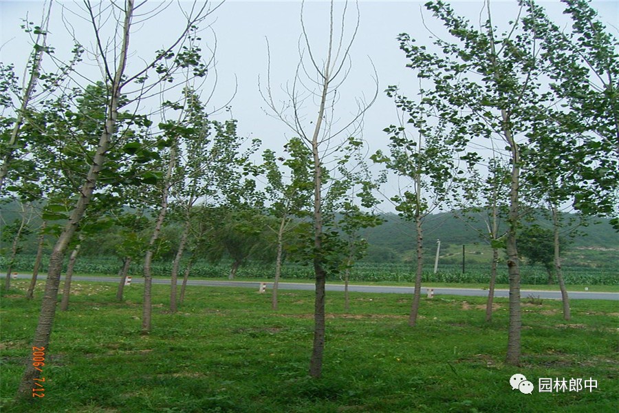 园林养护这个工作怎么样,园林绿地建植与养护管理