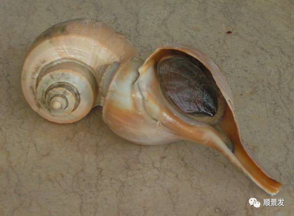 十种常见贝类海鲜图片,贝类海鲜全图