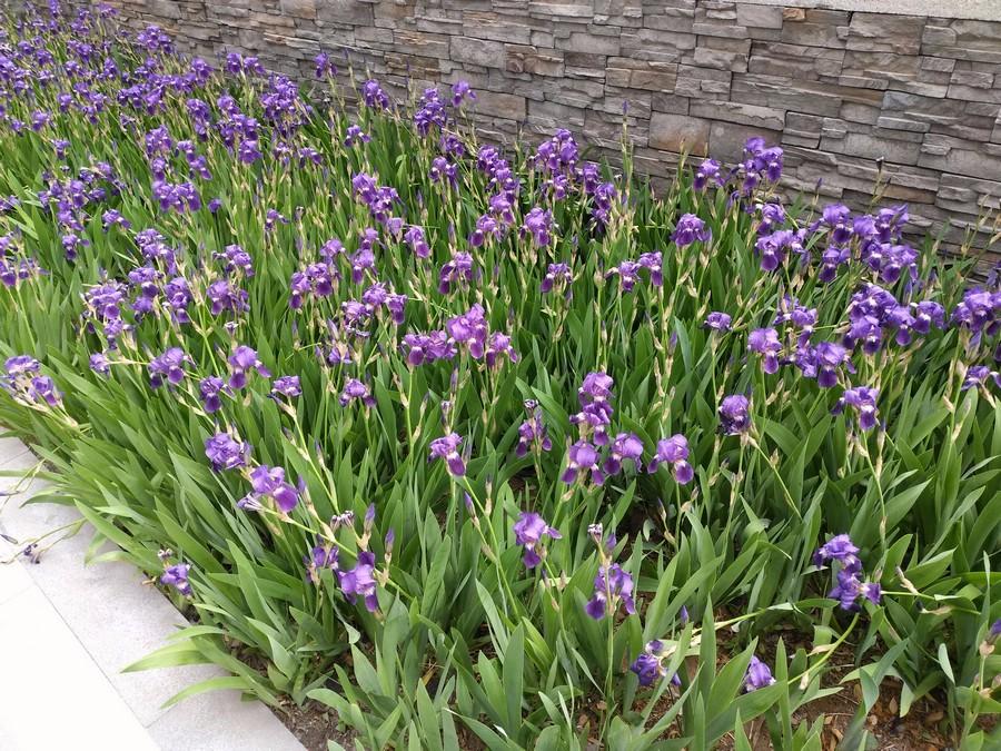 金立m6splus与金立m6,金立m6splus黑色怎么样