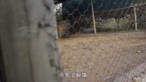 5只平头哥大战一头狮子,狮子隔着铁网吼了平头哥一声