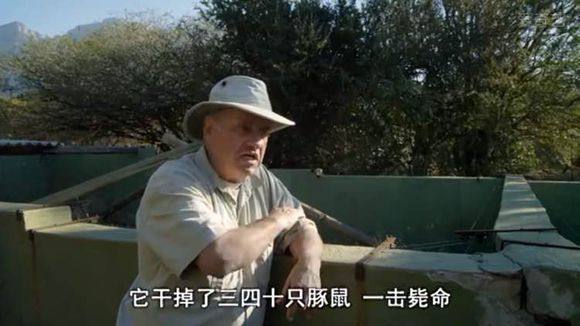 5只平头哥大战一头狮子,狮子隔着铁网吼了平头哥一声