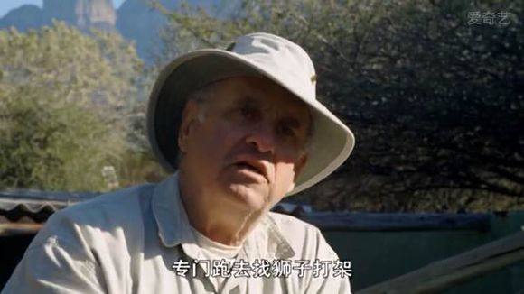 5只平头哥大战一头狮子,狮子隔着铁网吼了平头哥一声