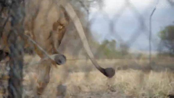 5只平头哥大战一头狮子,狮子隔着铁网吼了平头哥一声