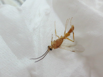 蟑螂爬进耳朵里有什么感觉,蟑螂爬进耳朵里面该怎么办