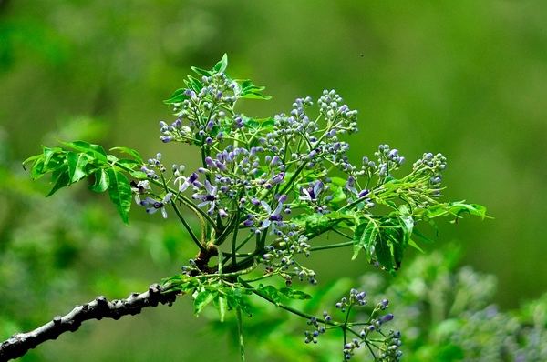 苦楝树全身都是苦的吗,苦楝树为什么消失了