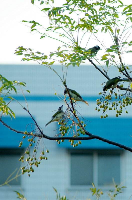 苦楝树全身都是苦的吗,苦楝树为什么消失了