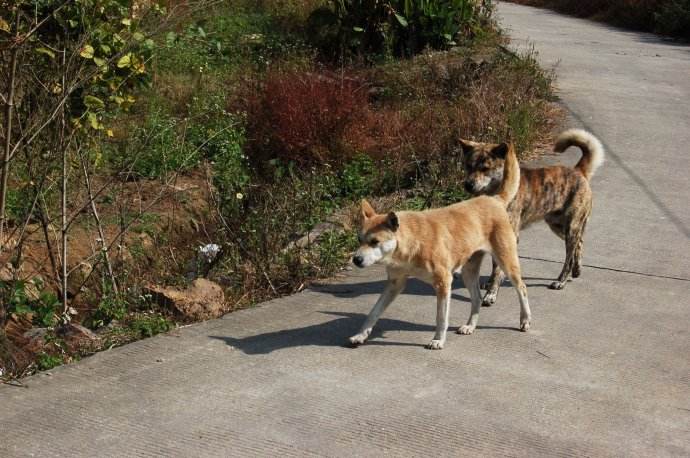 怀孕母狗35天为什么是最危险期,农村养的母猫一直生小猫怎么办