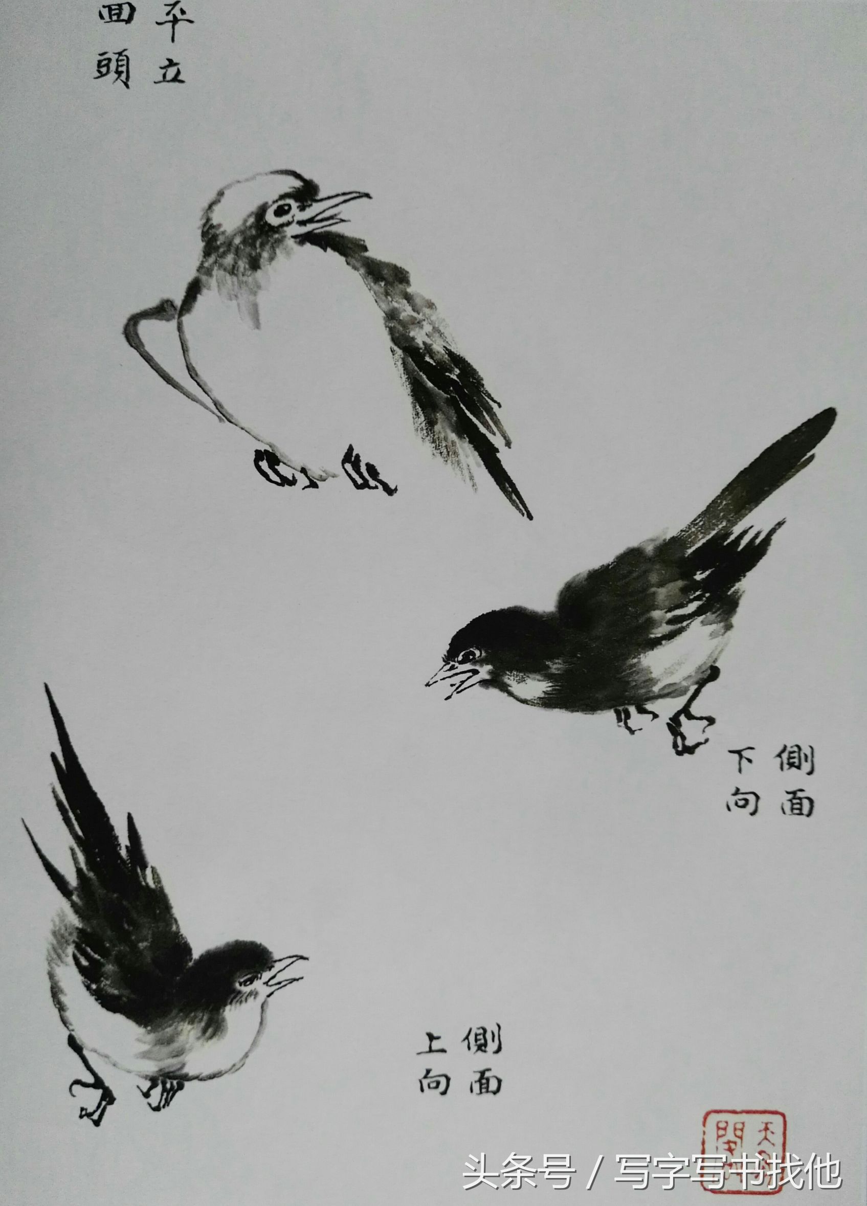 100幅鸟的画法内附绘画步骤,画鸟初学者入门步骤