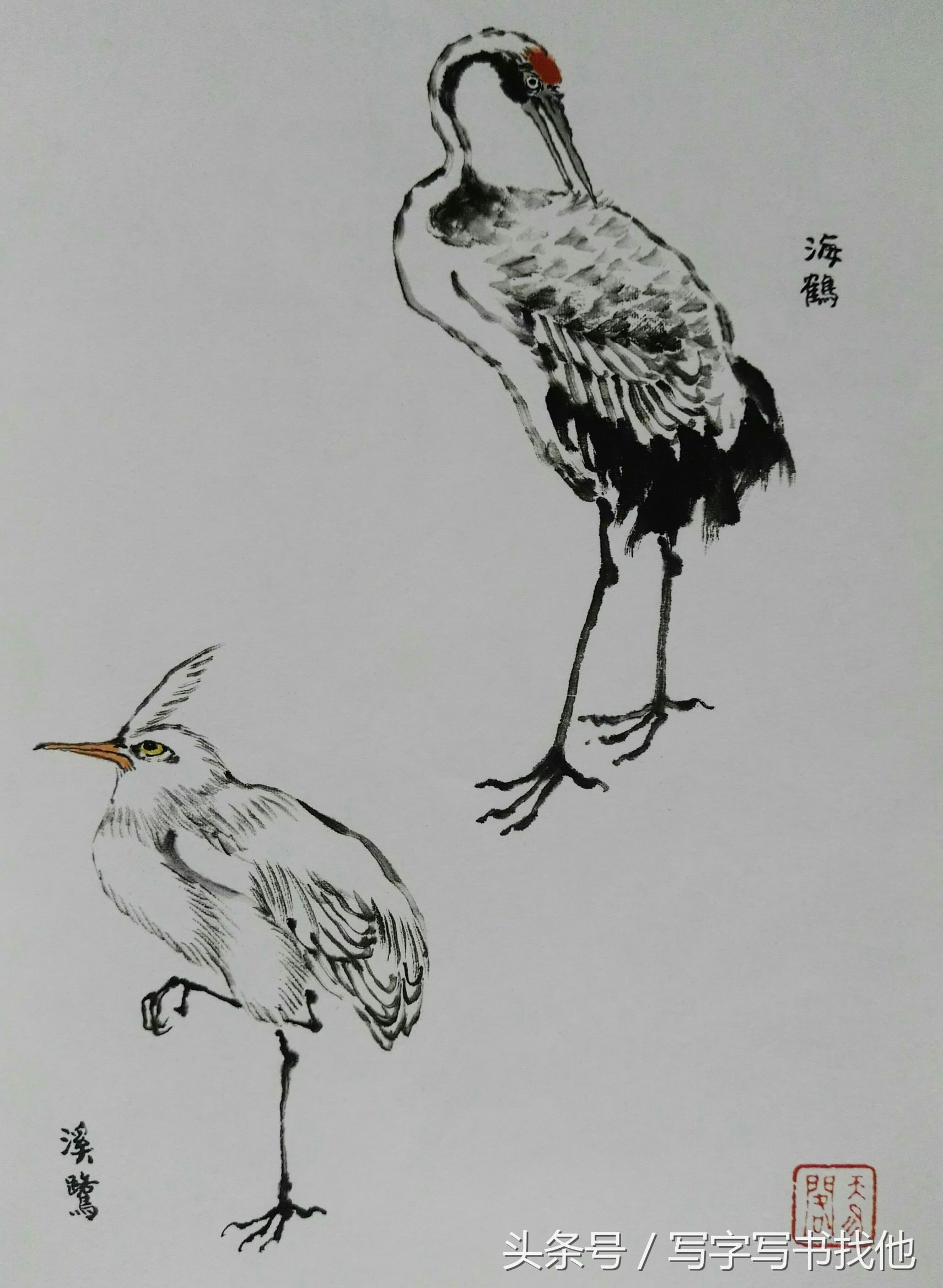 100幅鸟的画法内附绘画步骤,画鸟初学者入门步骤