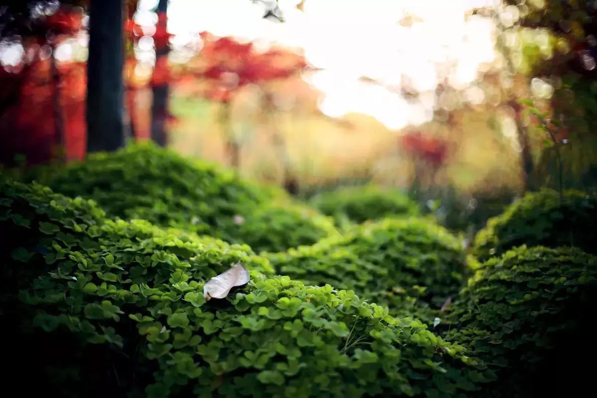 魔都各大高校里竟藏了这么多人少景美的秘密好地方,假期约起来!