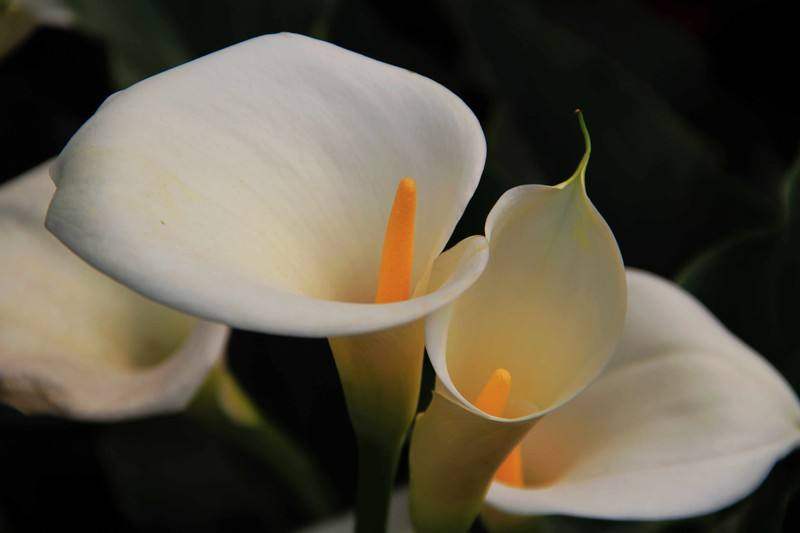 4岁女孩好奇误食野生八角花中毒身亡,家长记住这些花不能随便养