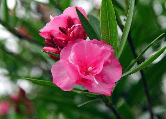 4岁女孩好奇误食野生八角花中毒身亡,家长记住这些花不能随便养