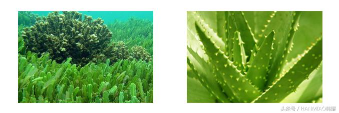 夏季卸妆卸得最干净的产品,卸妆水推荐纯植物温和不刺激