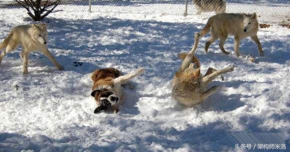 这种小人是恶狼,一定要提高警惕别被坑了都不知道