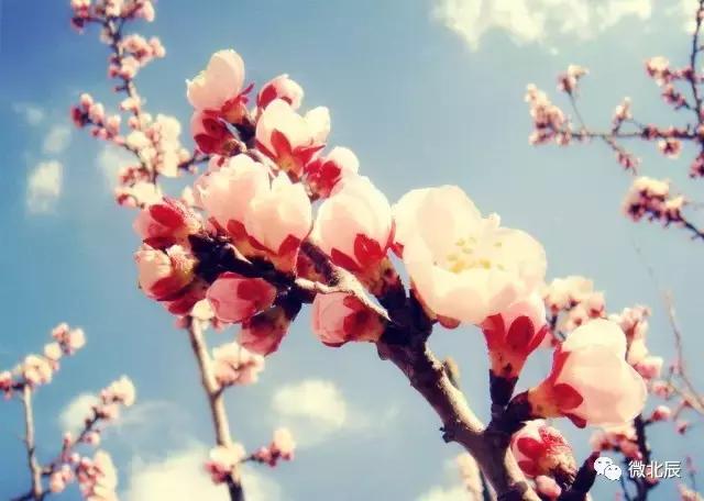 北辰附近最新招聘,北辰招聘80人