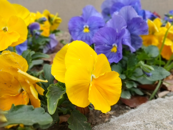 乐视第一版,乐视pro3双摄和ai版有什么区别