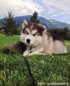 阿拉斯加犬活宠,一周照顾一次的宠物