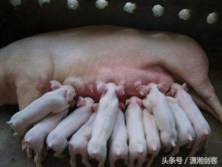 徐老汉给母猪配种,让你笑到肚子痛