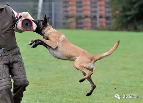 德国牧羊犬马犬警犬,有护卫能力的小型犬