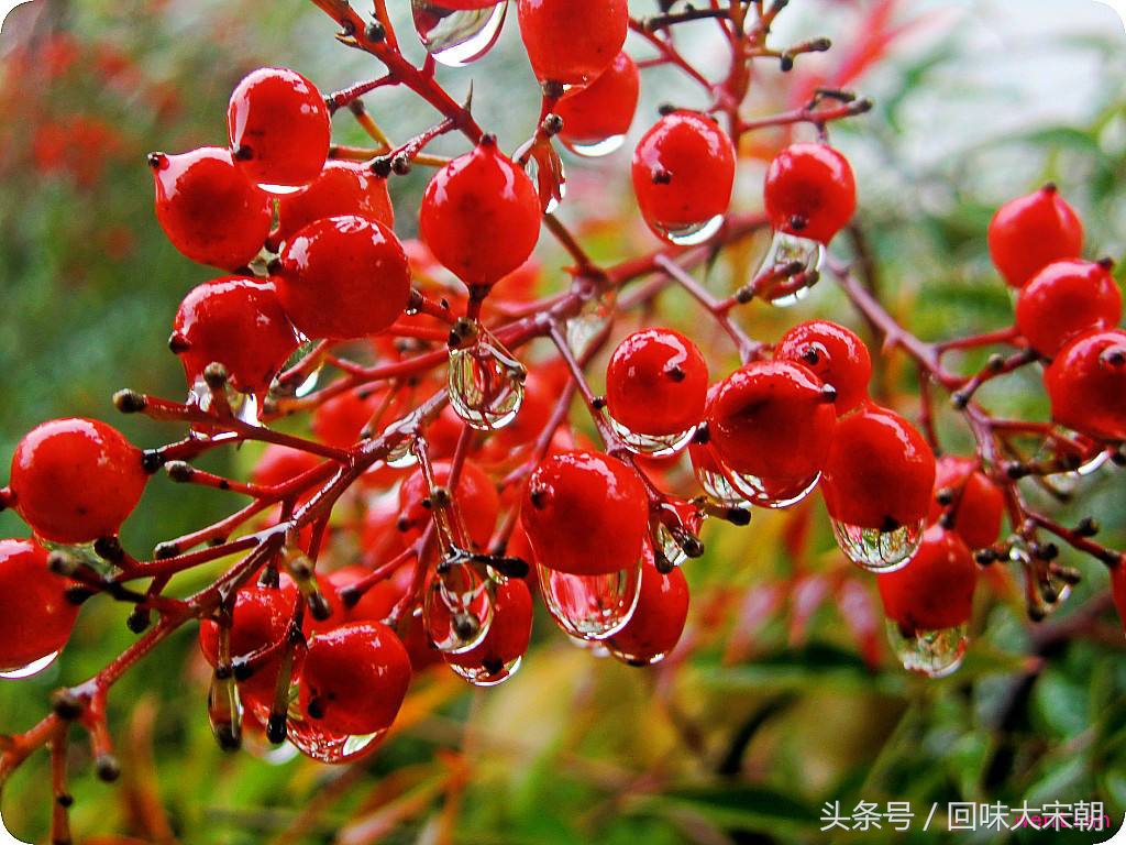 红豆减肥法最简单有效,红豆减肥法正确做法