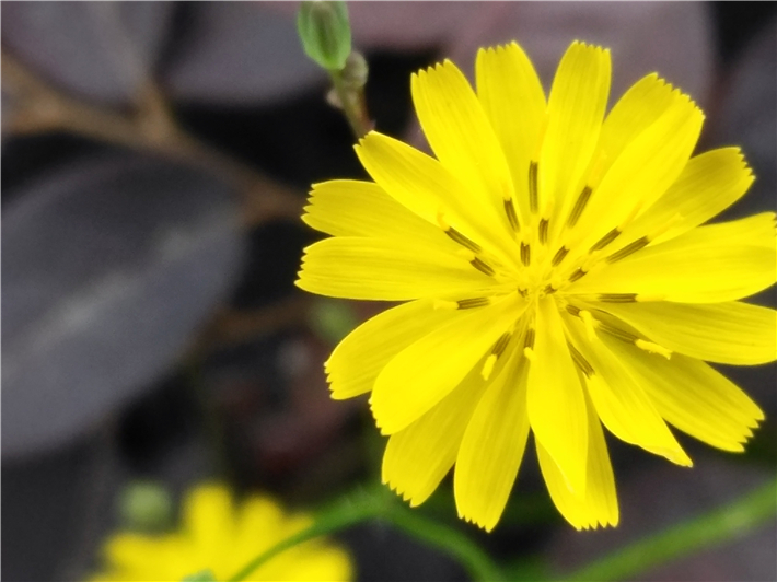 金立M6SPLUS是什么接口,金立m6splus指纹传感器