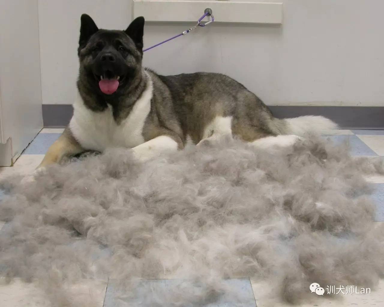 日本人评价秋田犬,忠诚主人的八公秋田犬