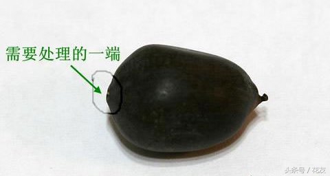 碗莲种植方法全过程图解,碗莲种植全过程图解