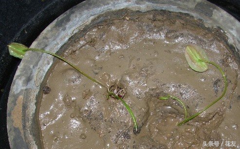 碗莲种植方法全过程图解,碗莲种植全过程图解