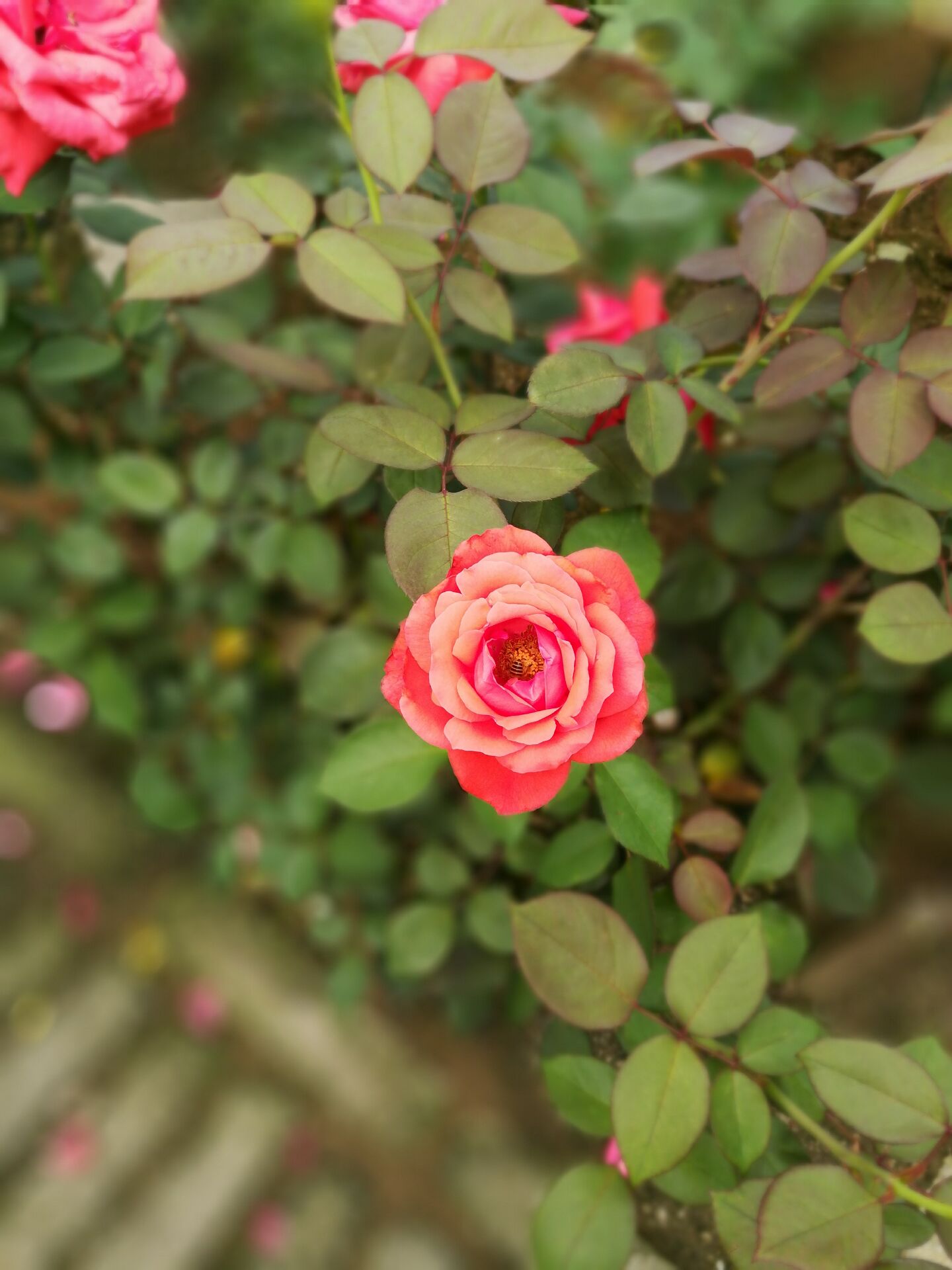 华为荣耀6X,荣耀华为6x