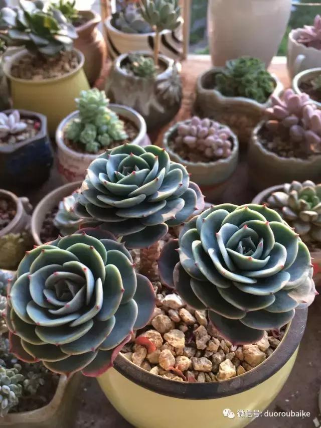 春日阳光下的绿植,阳台上最好看的多肉