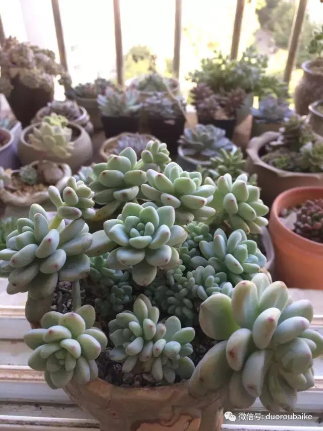 春日阳光下的绿植,阳台上最好看的多肉