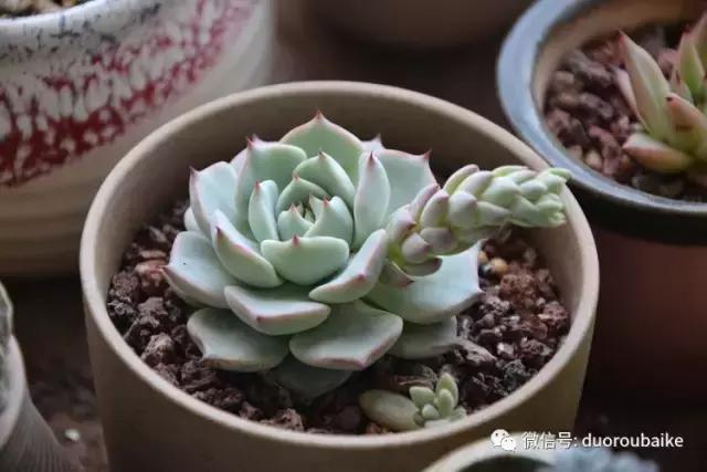 春日阳光下的绿植,阳台上最好看的多肉