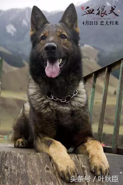 血狼犬狼犬大战,血狼犬打斗视频