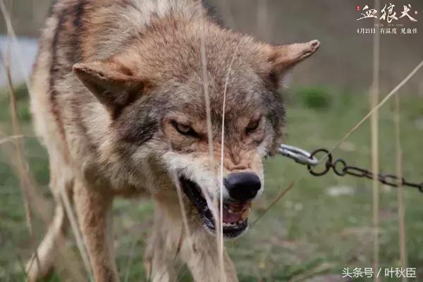 血狼犬狼犬大战,血狼犬打斗视频