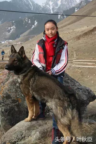 血狼犬狼犬大战,血狼犬打斗视频