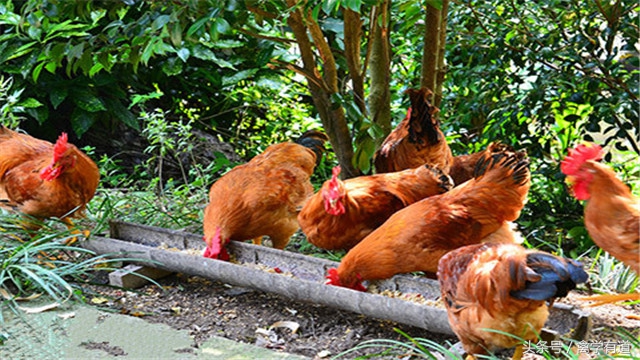 散养母鸡下的蛋特别小怎么回事,母鸡会吃鸡蛋一般该怎么处理