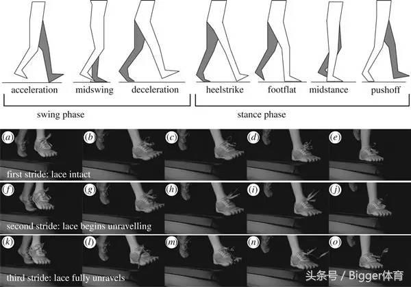 鞋带为什么总松开,为什么自己系的鞋带老是松开