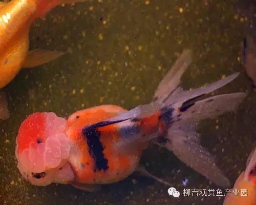 观赏鱼生病不用着急，家中食材也能治鱼病